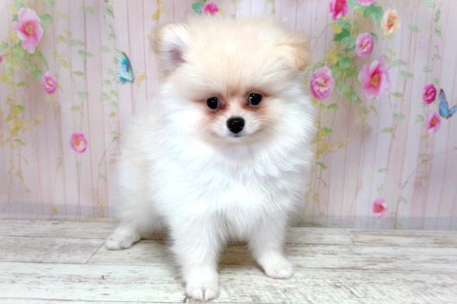 北海道のポメラニアン (Coo&RIKU釧路店/2026年3月20日生まれ/男の子/クリーム)の子犬の3枚目の画像