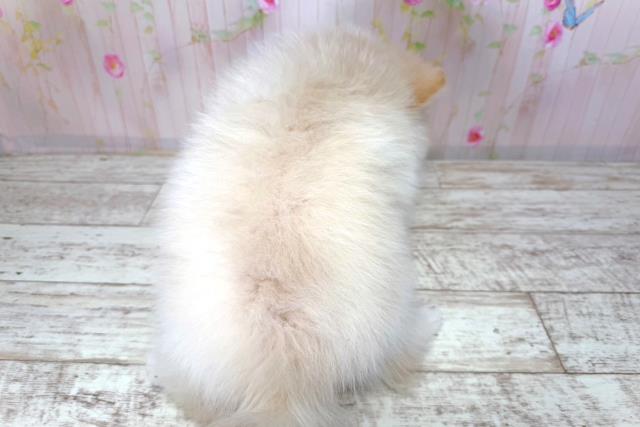 北海道のポメラニアン (Coo&RIKU釧路店/2026年3月20日生まれ/男の子/クリーム)の子犬の4枚目の画像
