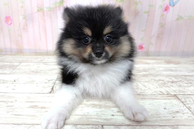 北海道のポメラニアン (Coo&RIKU函館店/2026年3月20日生まれ/男の子/ブラックタンホワイト)の子犬の1枚目の画像