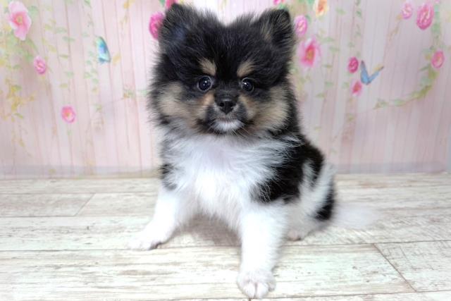 北海道のポメラニアン (Coo&RIKU函館店/2026年3月20日生まれ/男の子/ブラックタンホワイト)の子犬の2枚目の画像