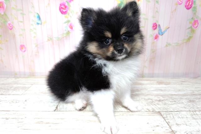 北海道のポメラニアン (Coo&RIKU函館店/2026年3月20日生まれ/男の子/ブラックタンホワイト)の子犬の3枚目の画像