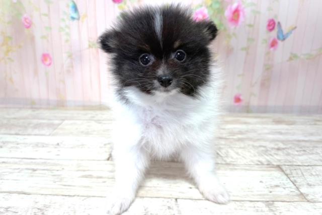 北海道のポメラニアン (Coo&RIKU札幌西店/2026年3月20日生まれ/男の子/ブラックタンホワイト)の子犬の1枚目の画像
