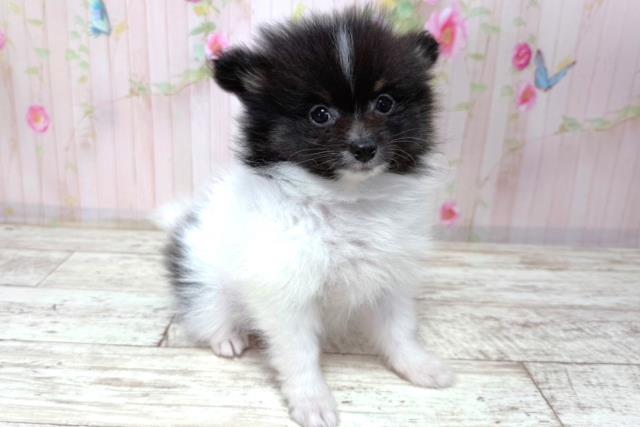 北海道のポメラニアン (Coo&RIKU札幌西店/2026年3月20日生まれ/男の子/ブラックタンホワイト)の子犬の3枚目の画像