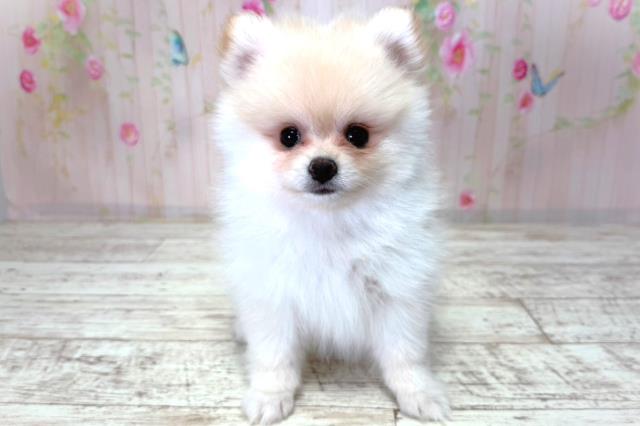 北海道のポメラニアン (Coo&RIKU岩見沢店/2026年3月20日生まれ/女の子/クリーム)の子犬の1枚目の画像