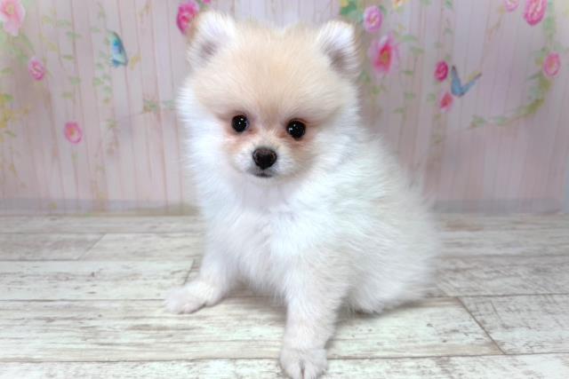 北海道のポメラニアン (Coo&RIKU岩見沢店/2026年3月20日生まれ/女の子/クリーム)の子犬の2枚目の画像