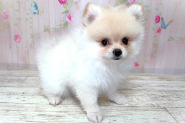 北海道のポメラニアン (Coo&RIKU岩見沢店/2026年3月20日生まれ/女の子/クリーム)の子犬の3枚目の画像