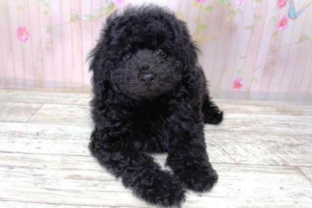 北海道のトイプードル(トイ) (Coo&RIKU苫小牧店/2026年3月21日生まれ/男の子/ブラック)の子犬の1枚目の画像
