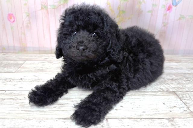北海道のトイプードル(トイ) (Coo&RIKU苫小牧店/2026年3月21日生まれ/男の子/ブラック)の子犬の2枚目の画像
