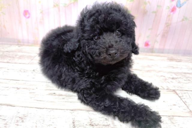 北海道のトイプードル(トイ) (Coo&RIKU苫小牧店/2026年3月21日生まれ/男の子/ブラック)の子犬の3枚目の画像