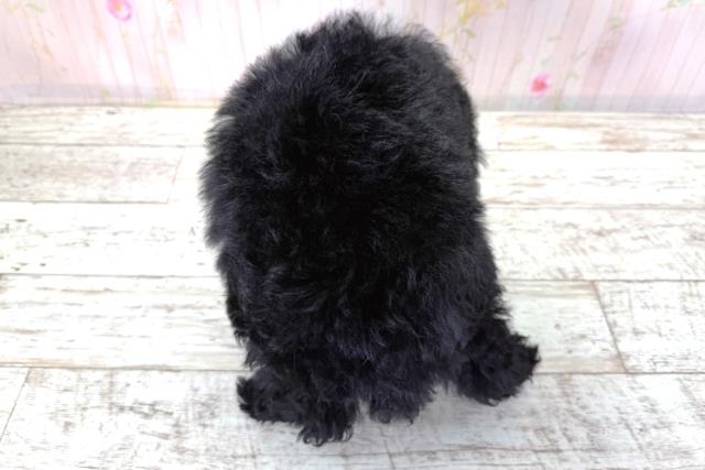北海道のトイプードル(トイ) (Coo&RIKU苫小牧店/2026年3月21日生まれ/男の子/ブラック)の子犬の4枚目の画像