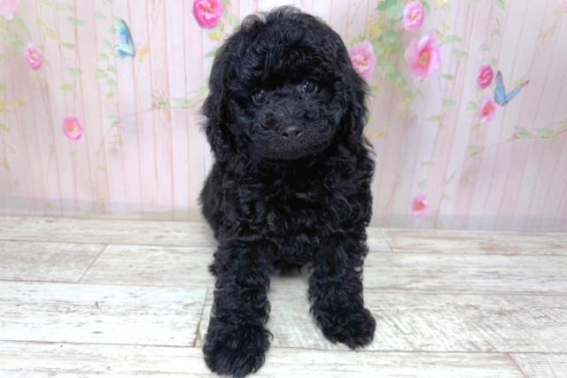北海道のトイプードル(トイ) (Coo&RIKU札幌西店/2026年3月21日生まれ/男の子/ブラック)の子犬の1枚目の画像