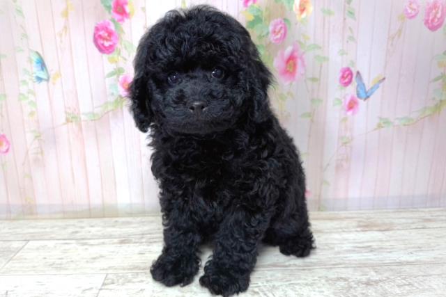 北海道のトイプードル(トイ) (Coo&RIKU札幌西店/2026年3月21日生まれ/男の子/ブラック)の子犬の2枚目の画像