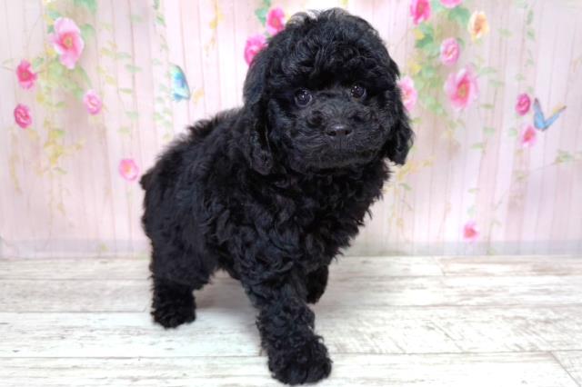 北海道のトイプードル(トイ) (Coo&RIKU札幌西店/2026年3月21日生まれ/男の子/ブラック)の子犬の3枚目の画像