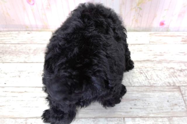 北海道のトイプードル(トイ) (Coo&RIKU札幌西店/2026年3月21日生まれ/男の子/ブラック)の子犬の4枚目の画像
