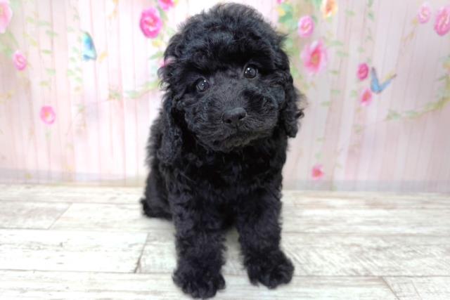 北海道のトイプードル(トイ) (Coo&RIKU帯広店/2026年3月21日生まれ/女の子/ブラック)の子犬の1枚目の画像