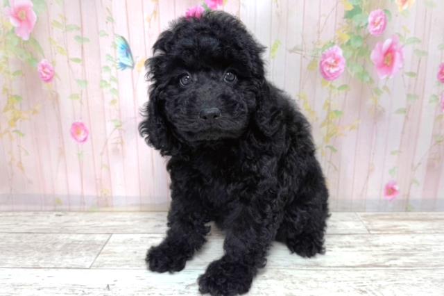 北海道のトイプードル(トイ) (Coo&RIKU帯広店/2026年3月21日生まれ/女の子/ブラック)の子犬の2枚目の画像