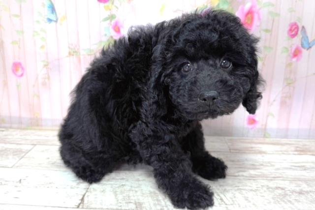 北海道のトイプードル(トイ) (Coo&RIKU帯広店/2026年3月21日生まれ/女の子/ブラック)の子犬の3枚目の画像