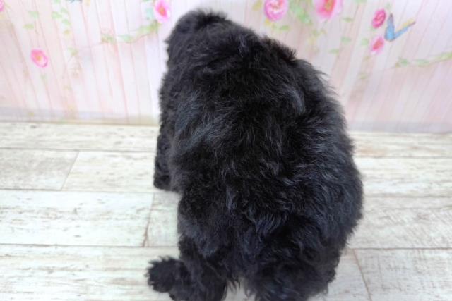 北海道のトイプードル(トイ) (Coo&RIKU帯広店/2026年3月21日生まれ/女の子/ブラック)の子犬の4枚目の画像