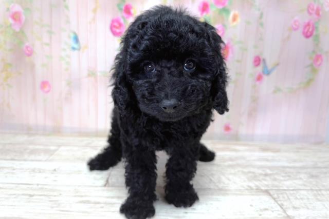 北海道のトイプードル(トイ) (Coo&RIKU札幌東店/2026年3月21日生まれ/女の子/ブラック)の子犬の1枚目の画像