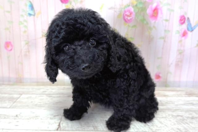 北海道のトイプードル(トイ) (Coo&RIKU札幌東店/2026年3月21日生まれ/女の子/ブラック)の子犬の2枚目の画像