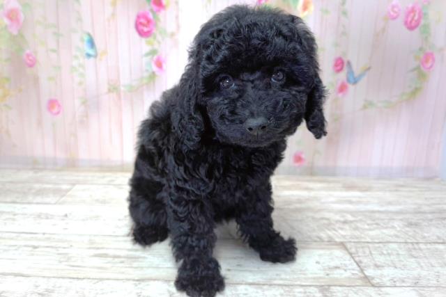 北海道のトイプードル(トイ) (Coo&RIKU札幌東店/2026年3月21日生まれ/女の子/ブラック)の子犬の3枚目の画像