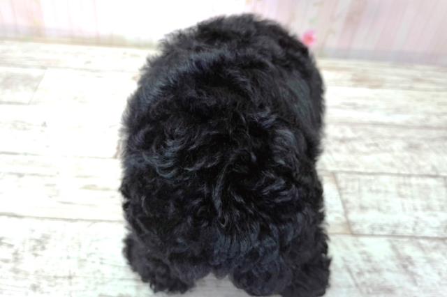 北海道のトイプードル(トイ) (Coo&RIKU札幌東店/2026年3月21日生まれ/女の子/ブラック)の子犬の4枚目の画像
