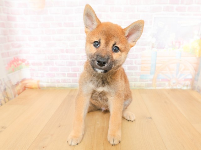 岩手県の柴犬(標準サイズ) (Coo&RIKU岩手盛岡店/2026年3月16日生まれ/男の子/赤)の子犬の1枚目の画像