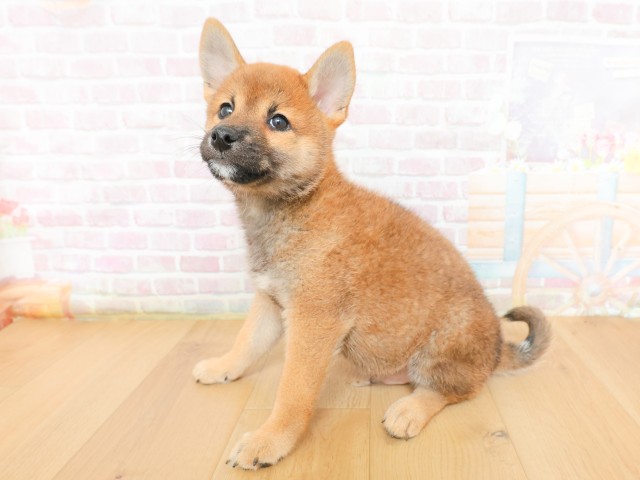 岩手県の柴犬(標準サイズ) (Coo&RIKU岩手盛岡店/2026年3月16日生まれ/男の子/赤)の子犬の2枚目の画像
