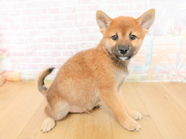 岩手県の柴犬(標準サイズ) (Coo&RIKU岩手盛岡店/2026年3月16日生まれ/男の子/赤)の子犬の3枚目の画像
