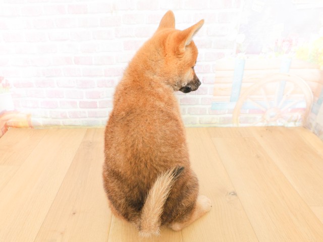 岩手県の柴犬(標準サイズ) (Coo&RIKU岩手盛岡店/2026年3月16日生まれ/男の子/赤)の子犬の4枚目の画像