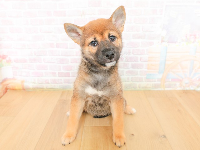 青森県の柴犬(標準サイズ) (Coo&RIKU八戸店/2026年3月16日生まれ/女の子/赤)の子犬の1枚目の画像