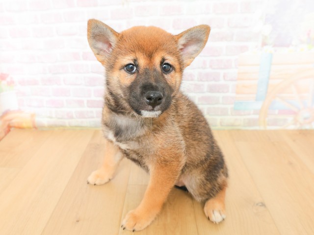 青森県の柴犬(標準サイズ) (Coo&RIKU八戸店/2026年3月16日生まれ/女の子/赤)の子犬の2枚目の画像