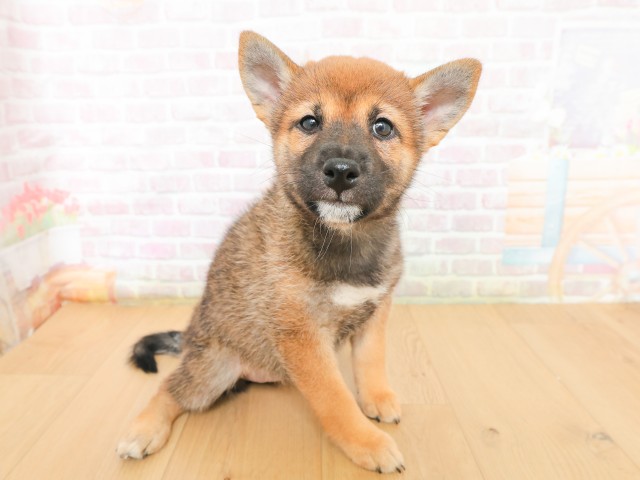 青森県の柴犬(標準サイズ) (Coo&RIKU八戸店/2026年3月16日生まれ/女の子/赤)の子犬の3枚目の画像