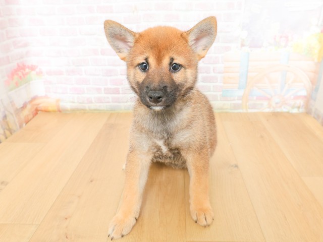青森県の柴犬(標準サイズ) (Coo&RIKU弘前店/2026年3月16日生まれ/女の子/赤)の子犬の1枚目の画像