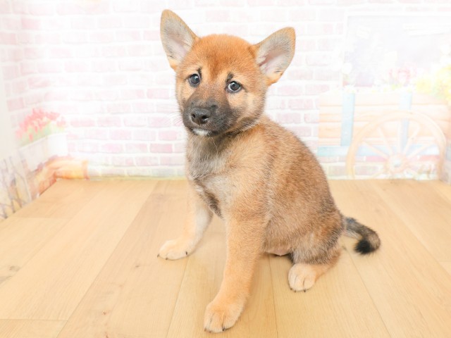 青森県の柴犬(標準サイズ) (Coo&RIKU弘前店/2026年3月16日生まれ/女の子/赤)の子犬の2枚目の画像