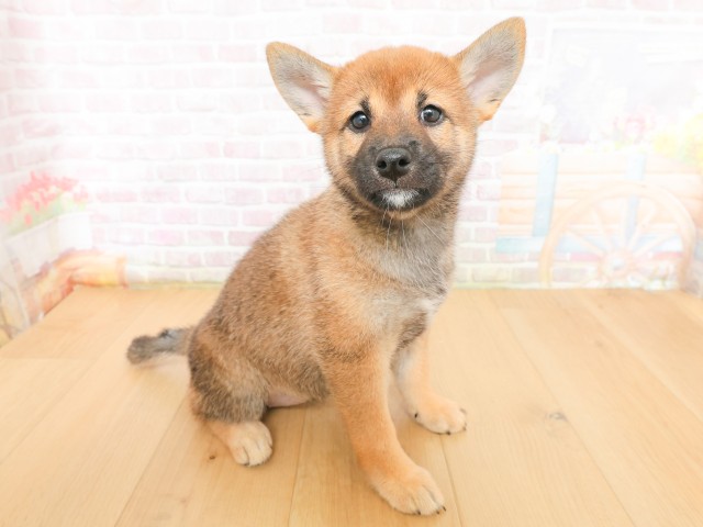 青森県の柴犬(標準サイズ) (Coo&RIKU弘前店/2026年3月16日生まれ/女の子/赤)の子犬の3枚目の画像