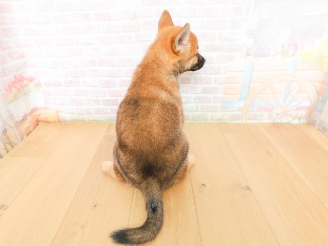 青森県の柴犬(標準サイズ) (Coo&RIKU弘前店/2026年3月16日生まれ/女の子/赤)の子犬の4枚目の画像