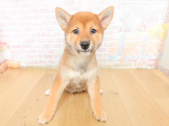 福島県の柴犬(標準サイズ) (Coo&RIKU郡山店/2026年3月16日生まれ/女の子/赤)の子犬の1枚目の画像