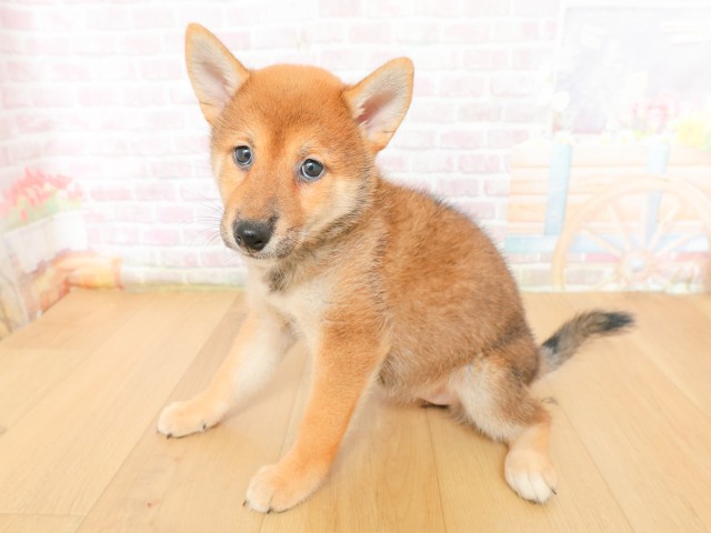 福島県の柴犬(標準サイズ) (Coo&RIKU郡山店/2026年3月16日生まれ/女の子/赤)の子犬の2枚目の画像