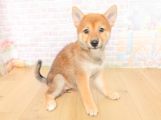 福島県の柴犬(標準サイズ) (Coo&RIKU郡山店/2026年3月16日生まれ/女の子/赤)の子犬の3枚目の画像