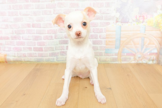 福島県のチワワ(スムース) (Coo&RIKU郡山店/2026年3月17日生まれ/男の子/ホワイト)の子犬の1枚目の画像