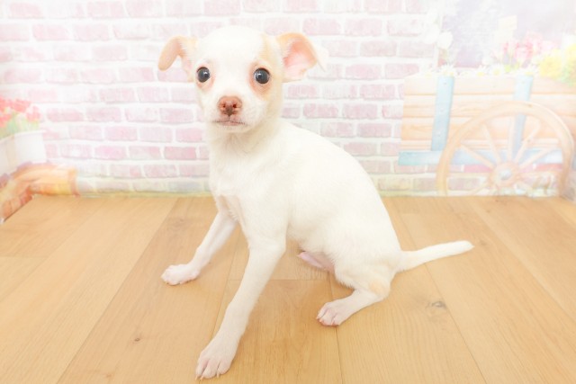 福島県のチワワ(スムース) (Coo&RIKU郡山店/2026年3月17日生まれ/男の子/ホワイト)の子犬の2枚目の画像