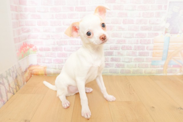 福島県のチワワ(スムース) (Coo&RIKU郡山店/2026年3月17日生まれ/男の子/ホワイト)の子犬の3枚目の画像