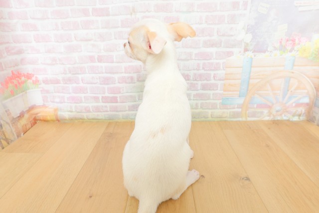 福島県のチワワ(スムース) (Coo&RIKU郡山店/2026年3月17日生まれ/男の子/ホワイト)の子犬の4枚目の画像