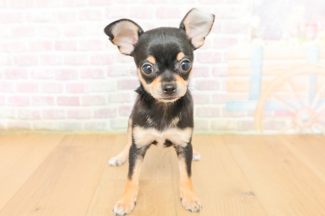 山形県のチワワ(スムース) (Coo&RIKU山形店/2026年3月17日生まれ/男の子/ブラックタン)の子犬の1枚目の画像