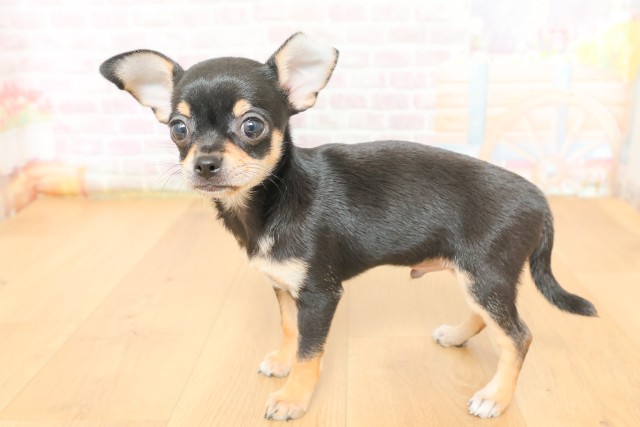 山形県のチワワ(スムース) (Coo&RIKU山形店/2026年3月17日生まれ/男の子/ブラックタン)の子犬の2枚目の画像