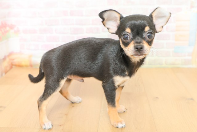 山形県のチワワ(スムース) (Coo&RIKU山形店/2026年3月17日生まれ/男の子/ブラックタン)の子犬の3枚目の画像