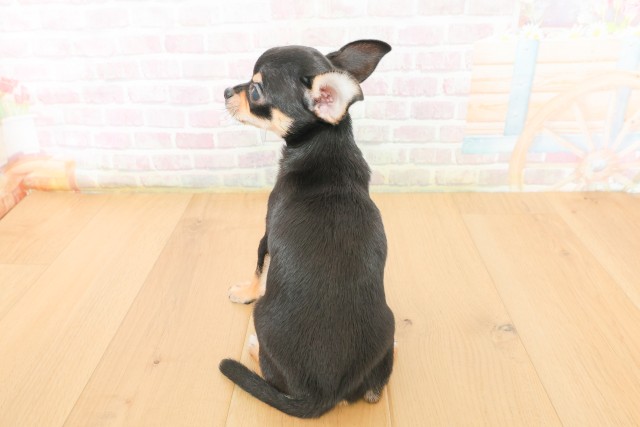 山形県のチワワ(スムース) (Coo&RIKU山形店/2026年3月17日生まれ/男の子/ブラックタン)の子犬の4枚目の画像