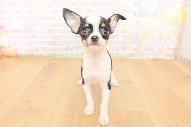 福島県のチワワ(スムース) (Coo&RIKUいわき店/2026年3月17日生まれ/女の子/ブラックタンホワイト)の子犬の1枚目の画像