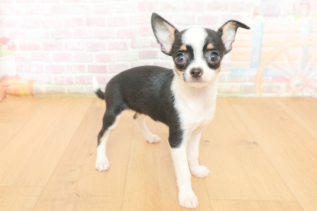 福島県のチワワ(スムース) (Coo&RIKUいわき店/2026年3月17日生まれ/女の子/ブラックタンホワイト)の子犬の3枚目の画像